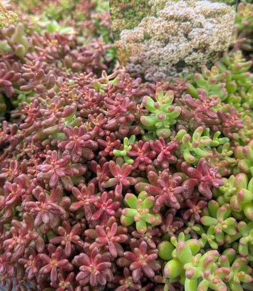 Sedum album 'Roseum' 10,5cm